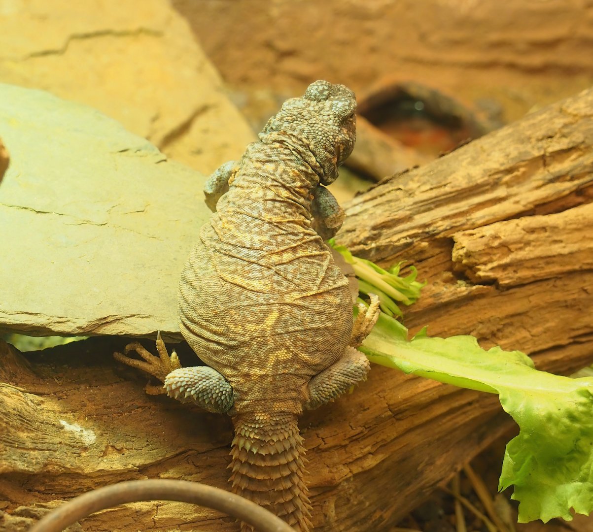 Ornate mastigure (Uromastyx ornata), 2023-07-22