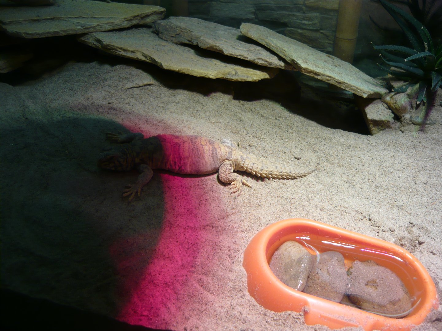 Ornate mastigure (Uromastyx ornata)