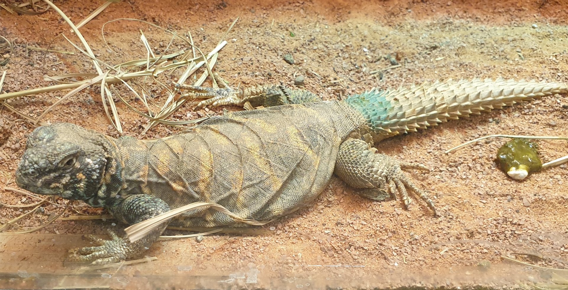 Ornate mastigure - Uromastyx ornata