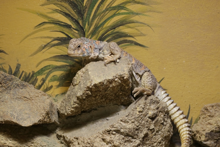 Ornate Mastigure (Uromastyx ornata)