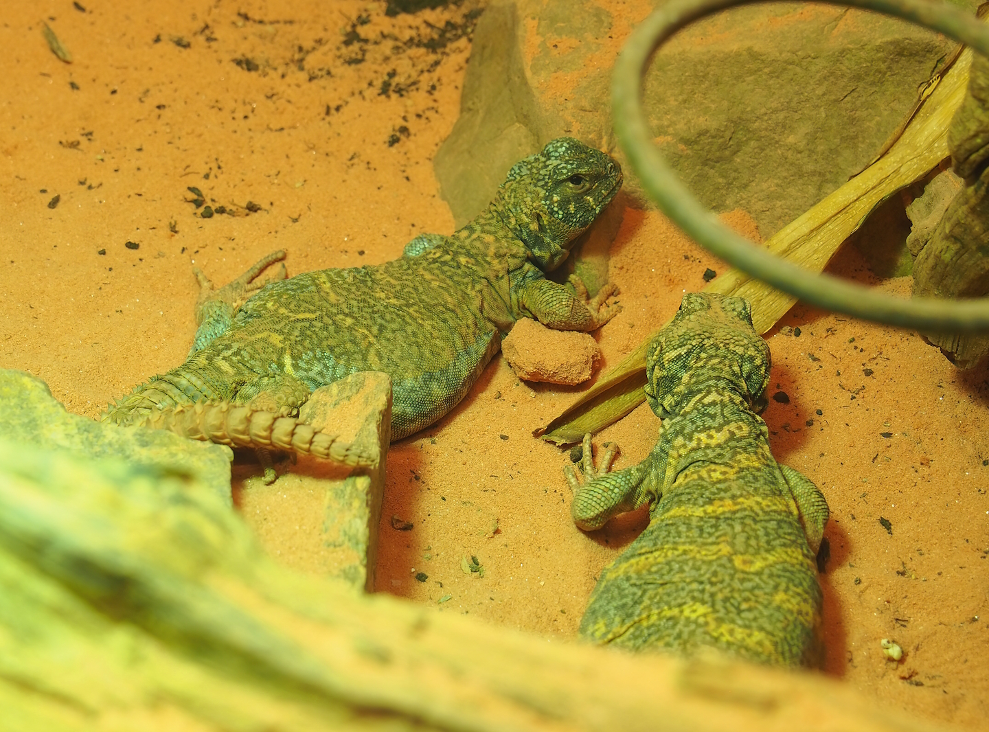 Ornate mastigures (Uromastyx ornata), 2022-08-16
