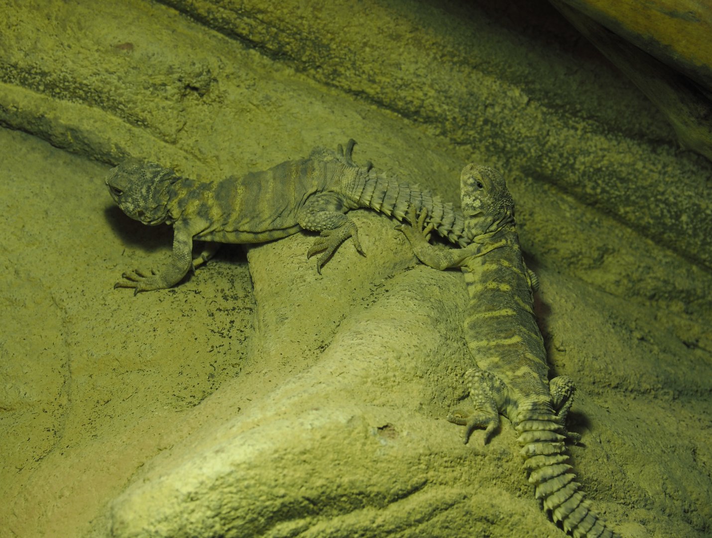 Ornate mastigures (Uromastyx ornata), 2024-03-09