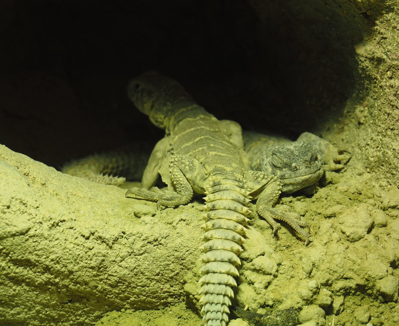 Ornate mastigures (Uromastyx ornata), 2024-03-09