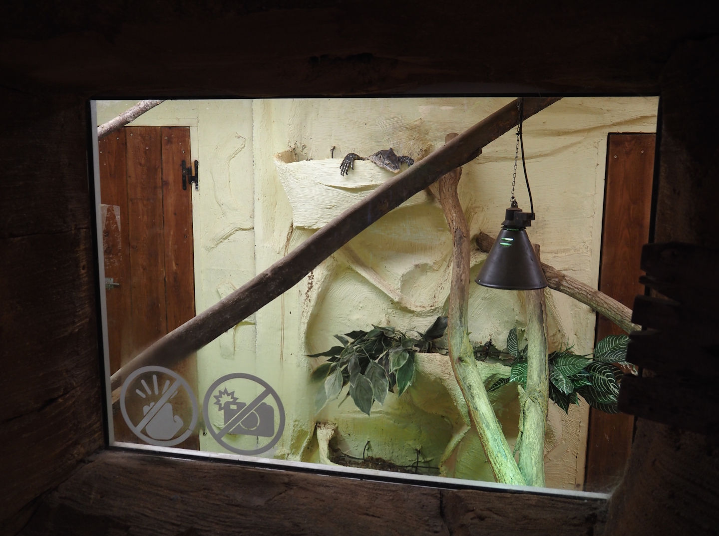 Ornate monitor terrarium, 2025-09-01