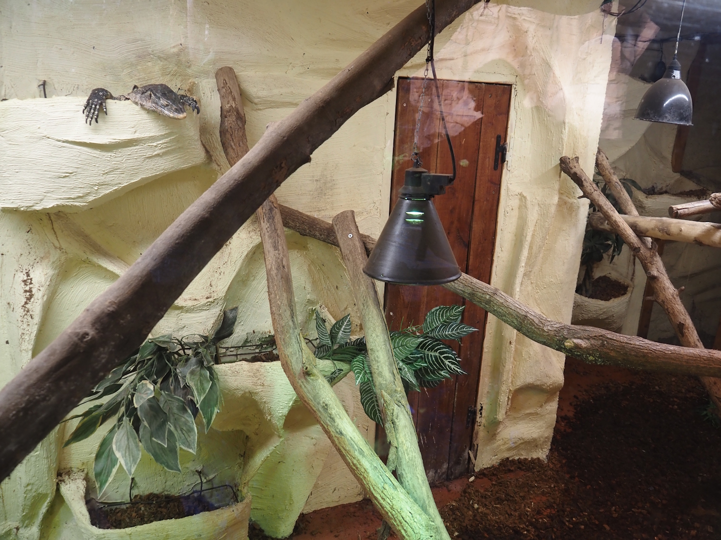 Ornate monitor terrarium, 2025-09-01