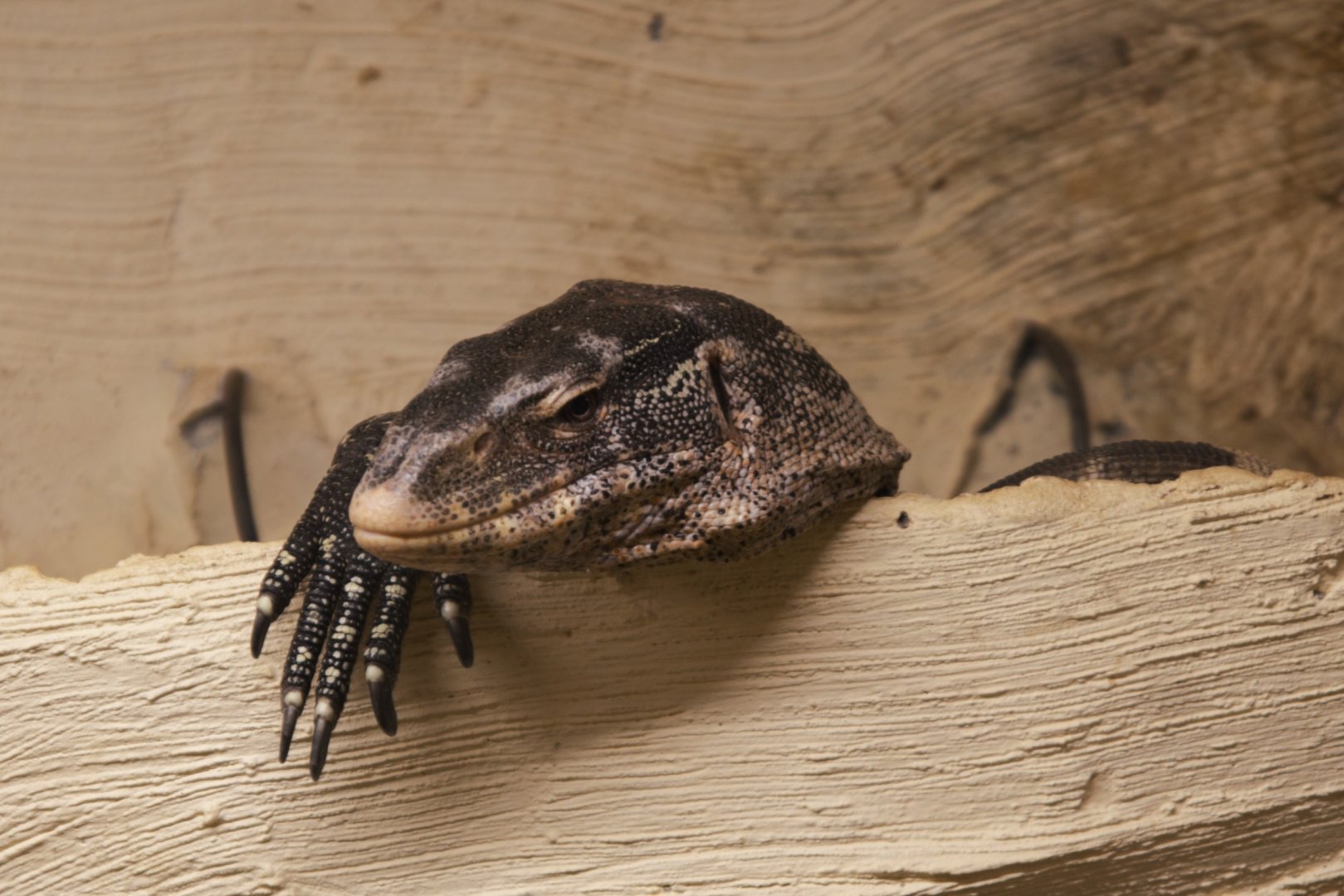 Ornate Monitor (Varanus ornatus), 2025-02-27