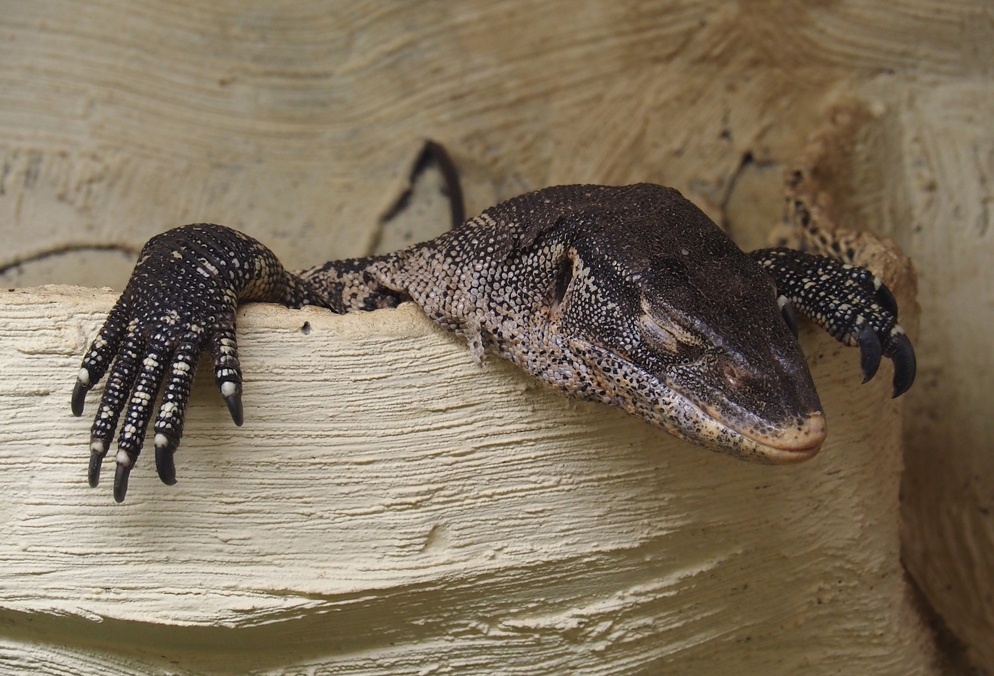 Ornate monitor (Varanus ornatus), 2025-09-01