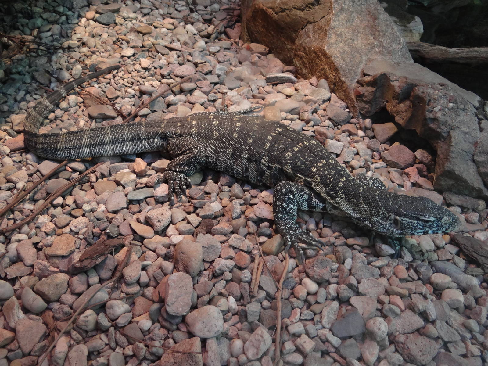 Ornate monitor (Varanus ornatus)