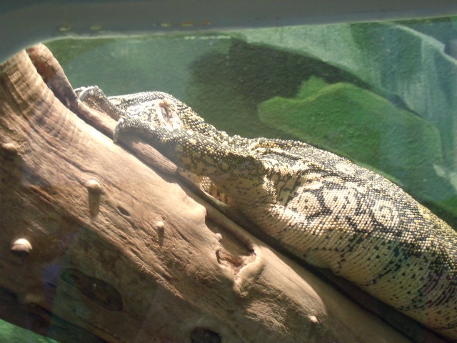 Ornate Monitor