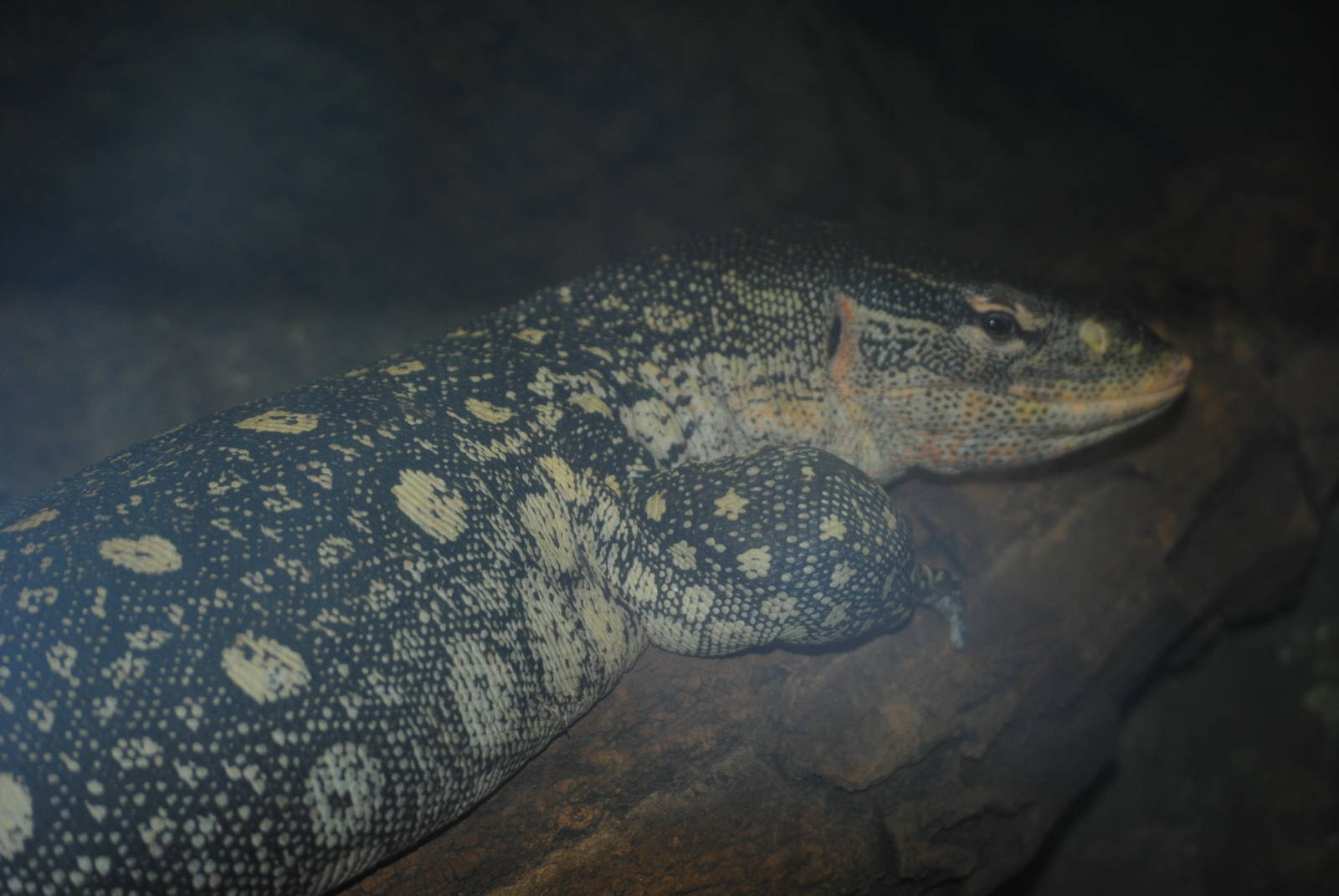 Ornate Monitor