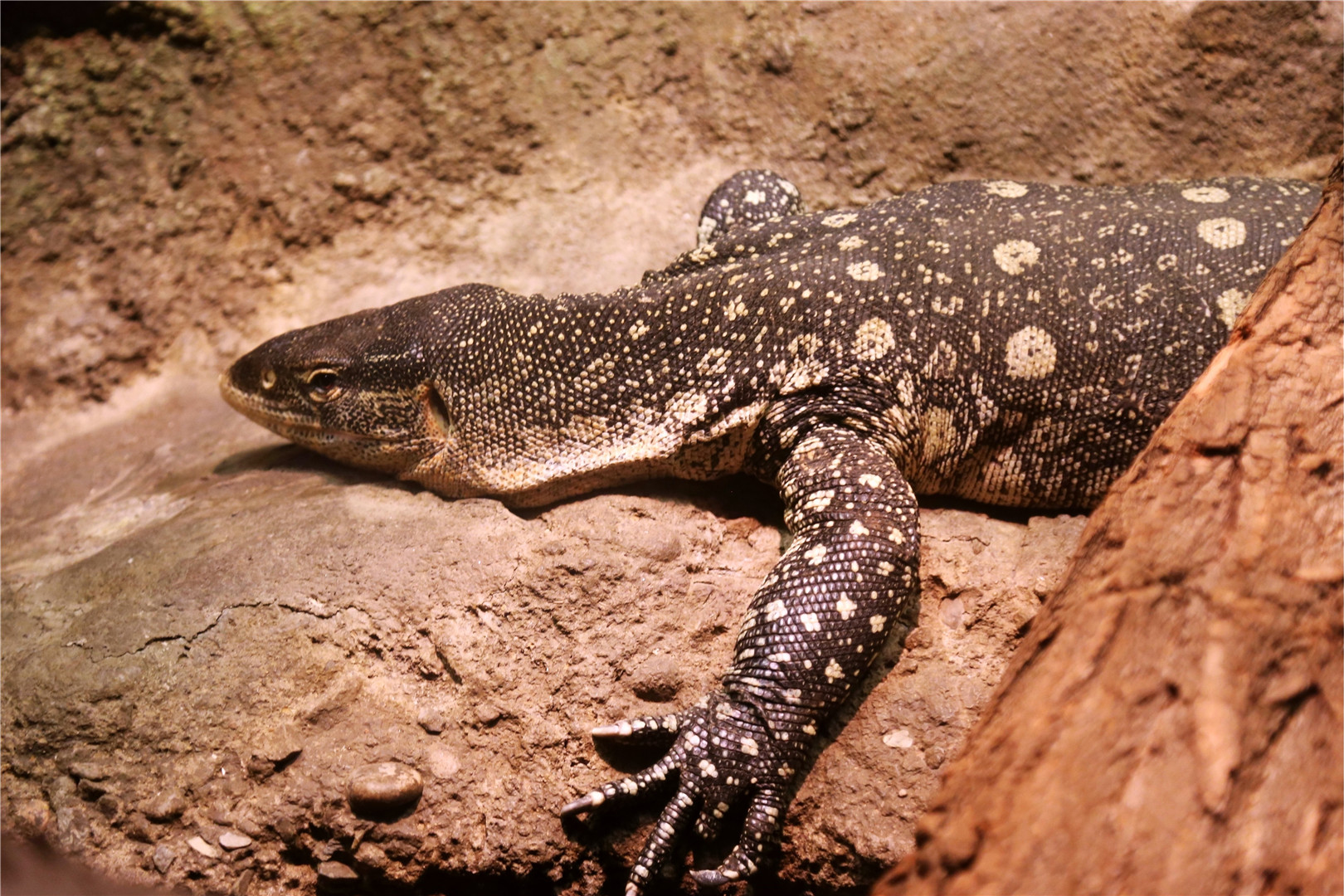 Ornate monitor