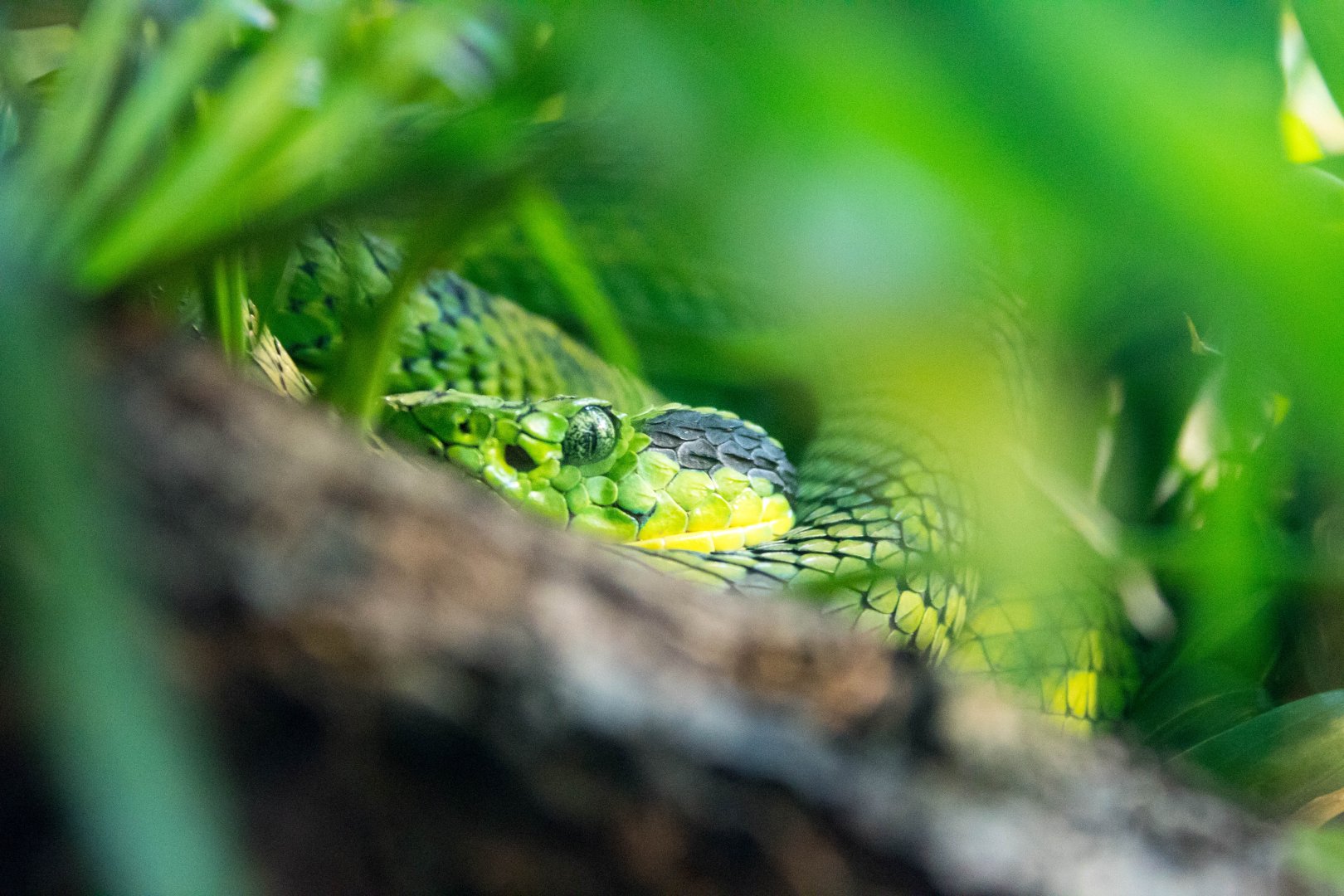 Ornate palm pitviper