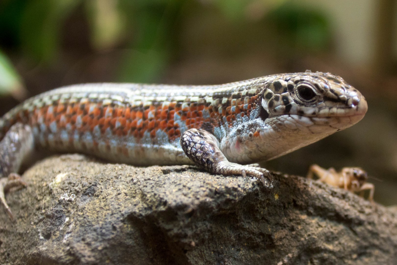 Ornate plated lizard