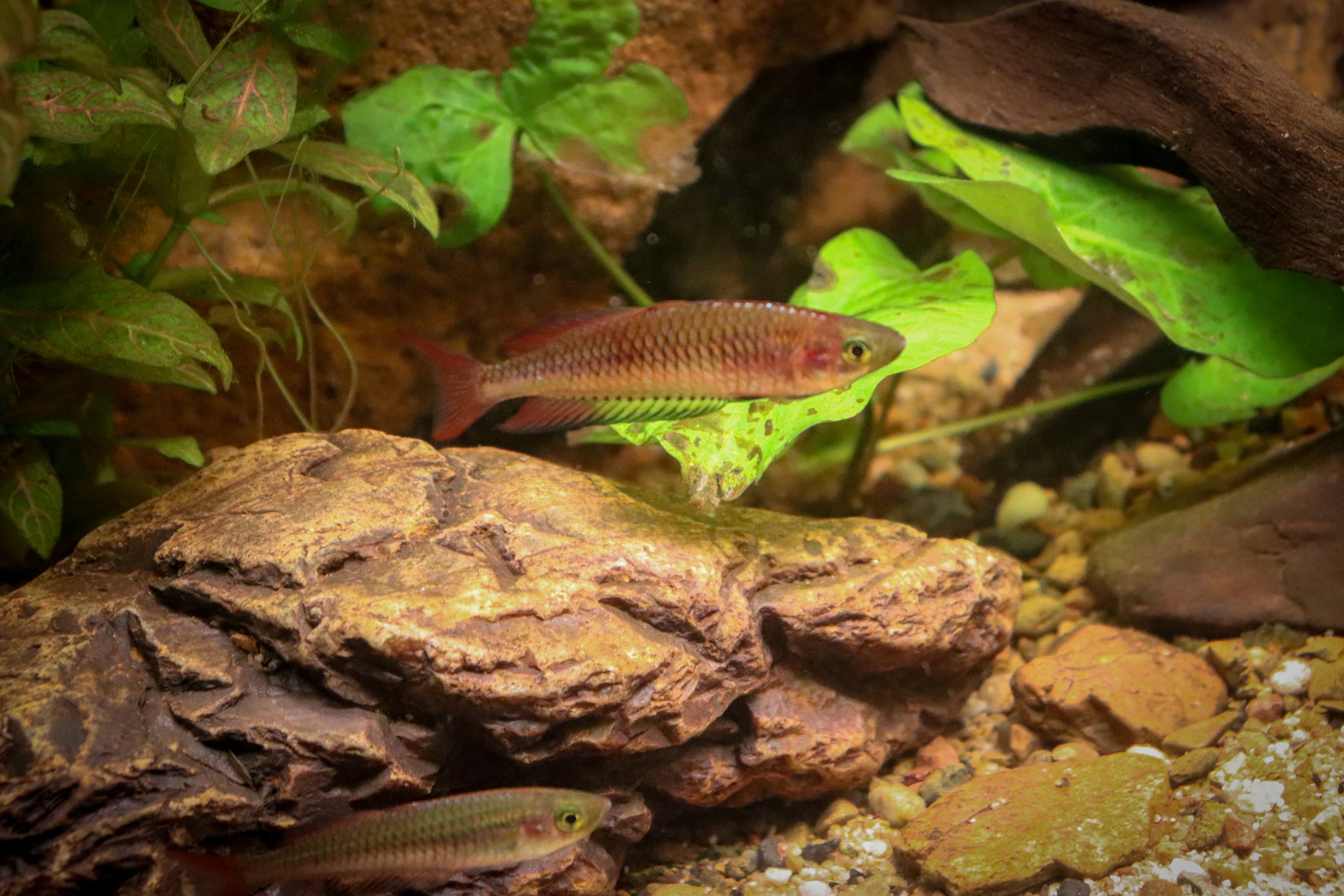 Ornate Rainbowfish (Rhadinocentrus ornatus) 'Seary's Creek' - Royal Queensland Show 2018