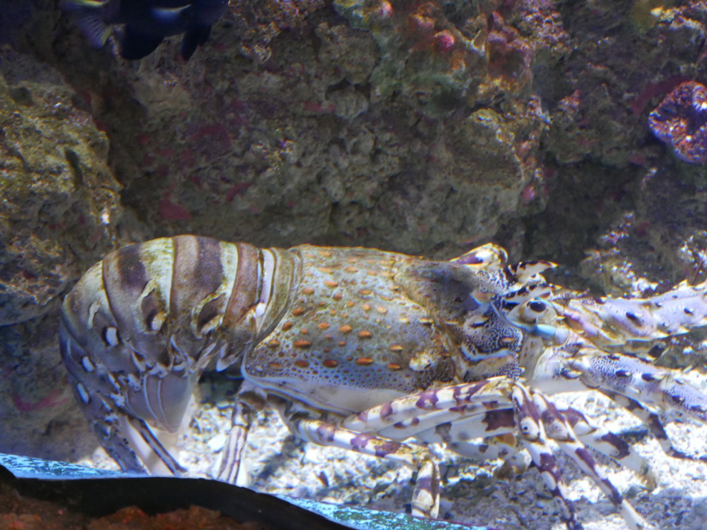 Ornate Rock Lobster - Panulirus ornatus
