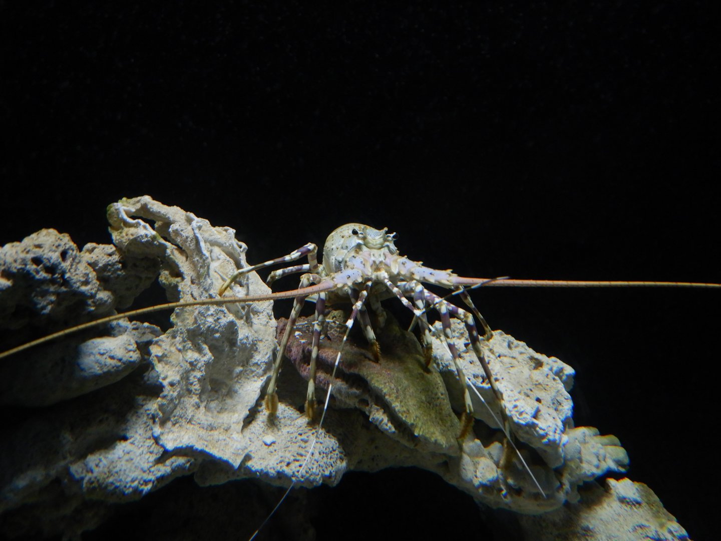 Ornate Rock Lobster