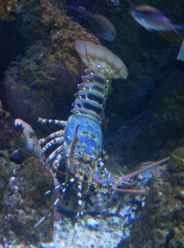 Ornate Rock Lobster