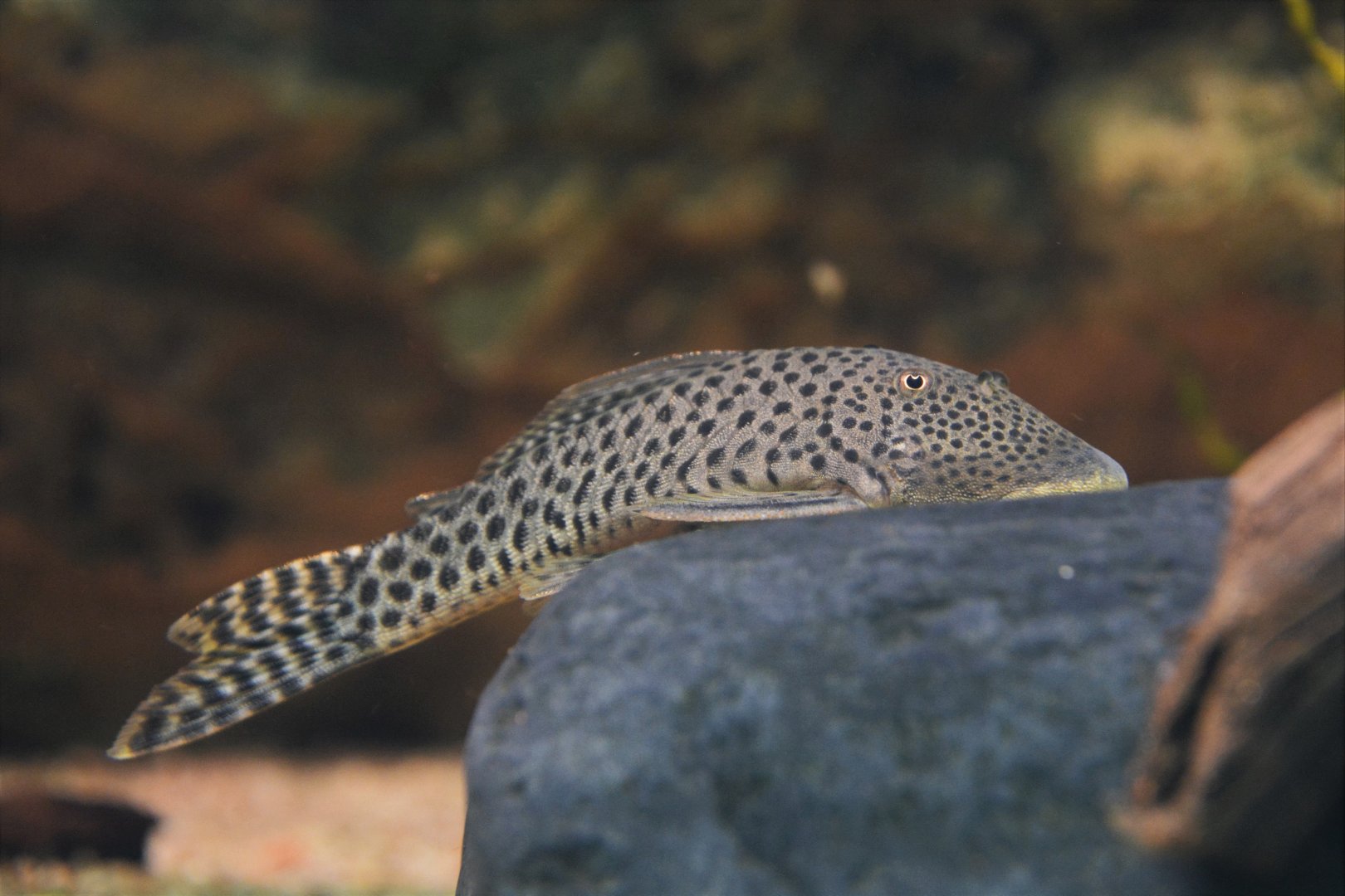 Ornate rubbernose pleco (Chaetostoma sacramento)