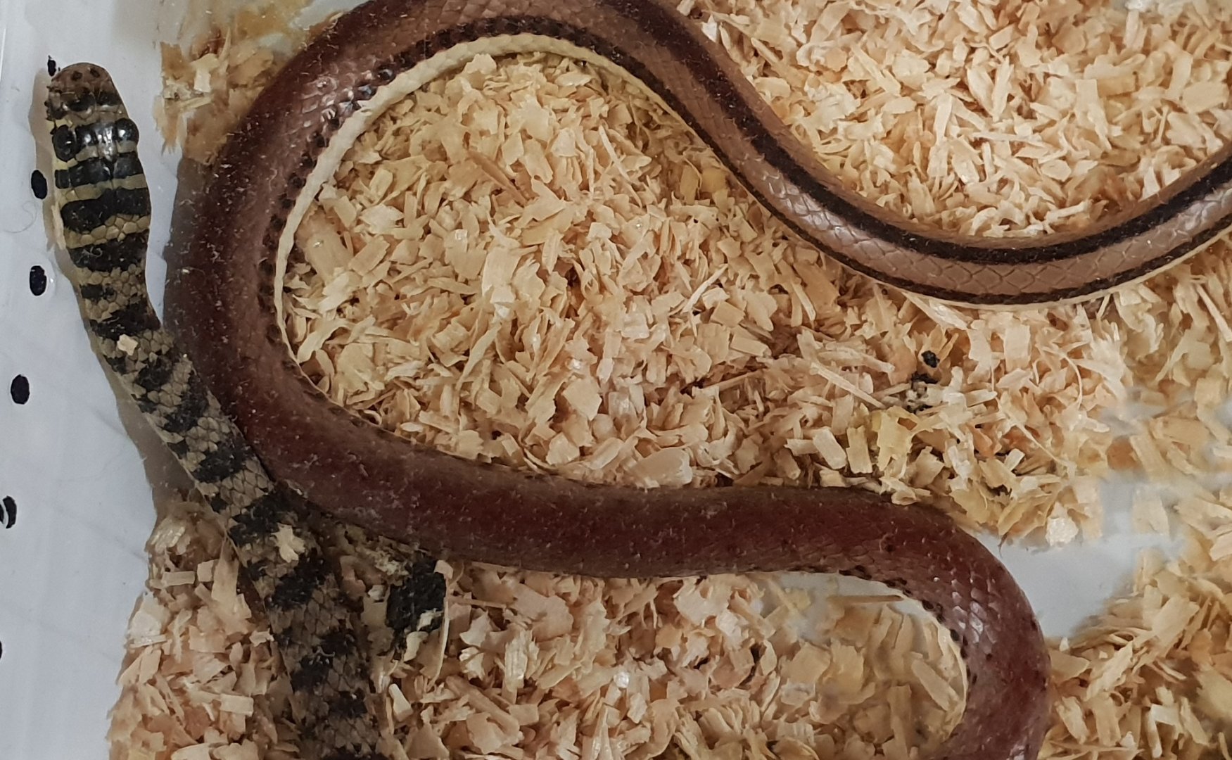 Ornate sand snake - Psammophis praeornatis