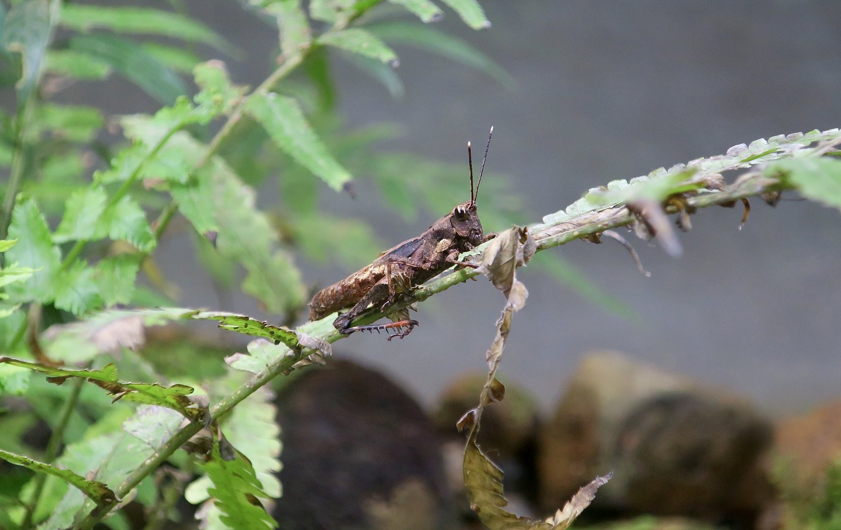 Ornate Short-Horned Grasshopper (Traulia ornata)