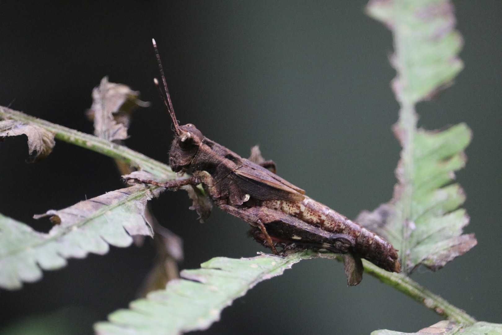 Ornate Short Horned Grasshopper (Traulia ornata)