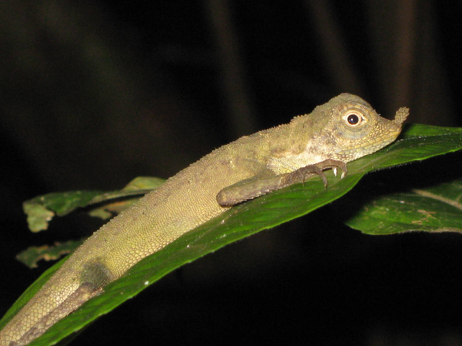 ornate shrub lizard (Aphaniotis ornata)