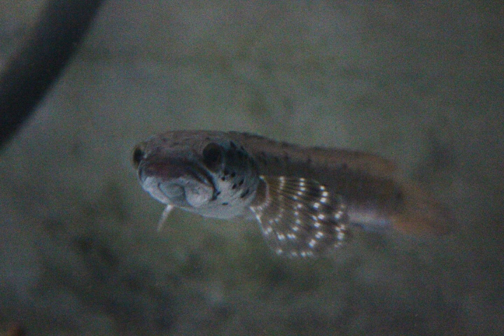 Ornate snakehead (Channa ornatipinnis) - Taman Konservasi Sato Loka
