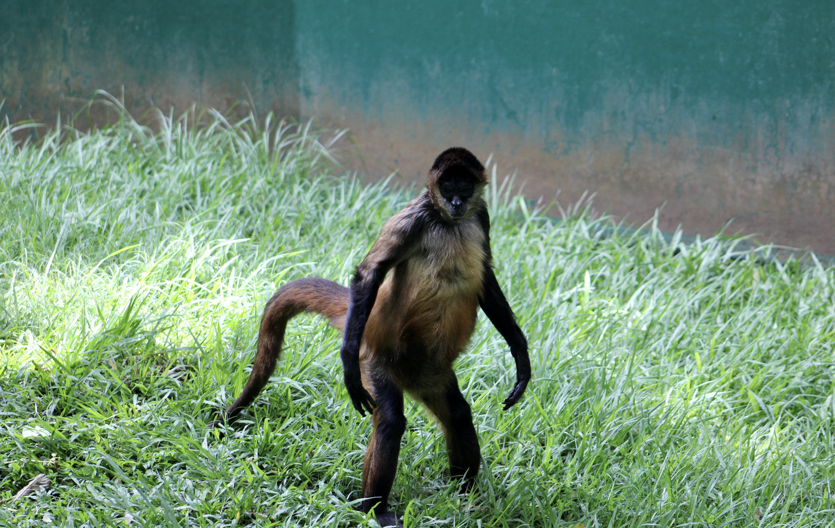Ornate Spider Monkey (Ateles geoffroyi ornatus)