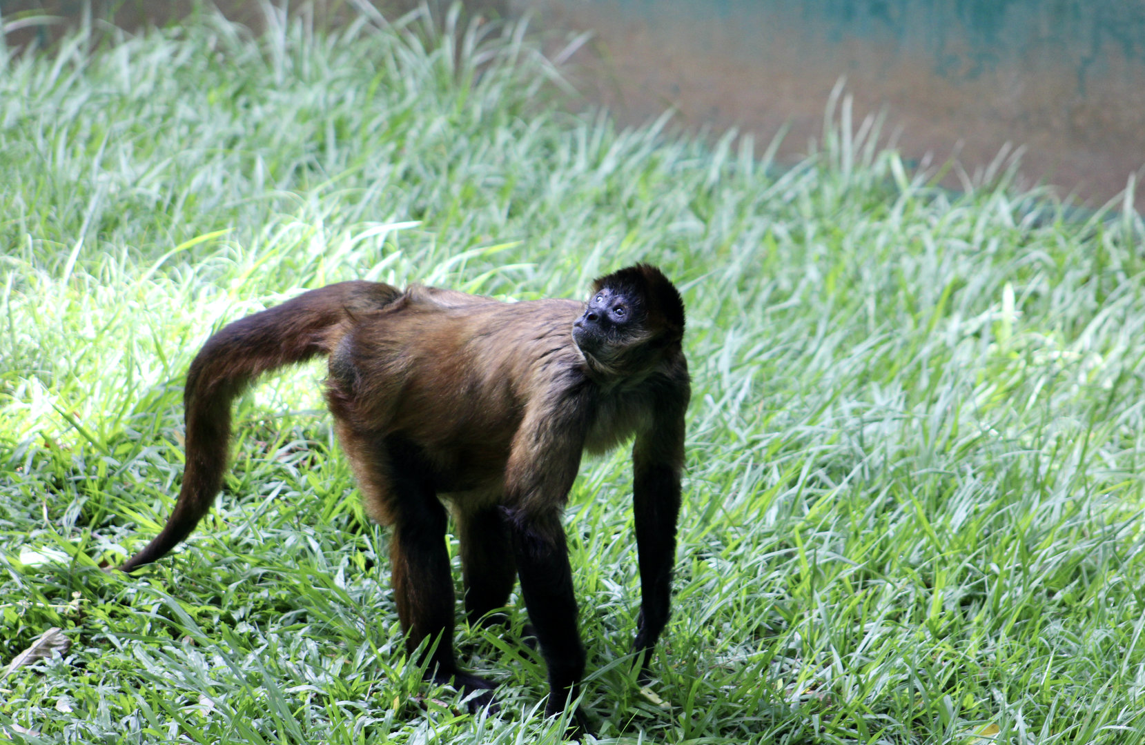 Ornate Spider Monkey (Ateles geoffroyi ornatus)