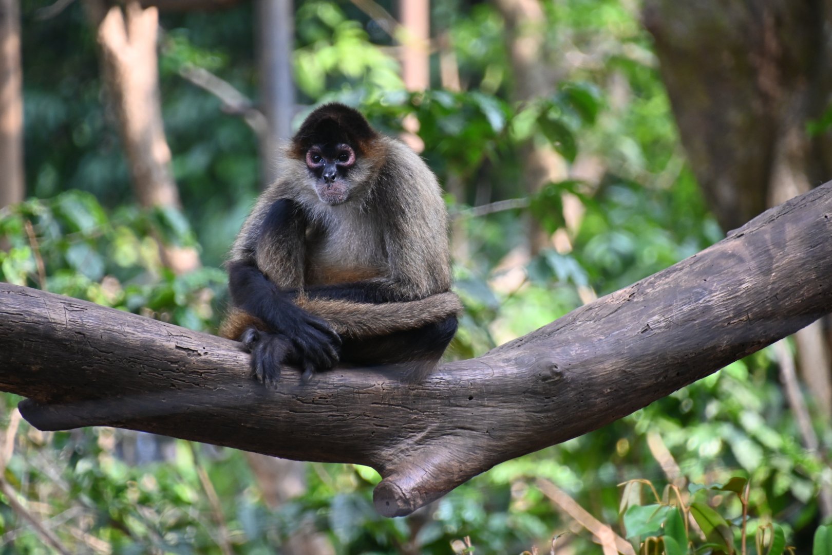 Ornate spider monkey (Ateles geoffroyi ornatus)