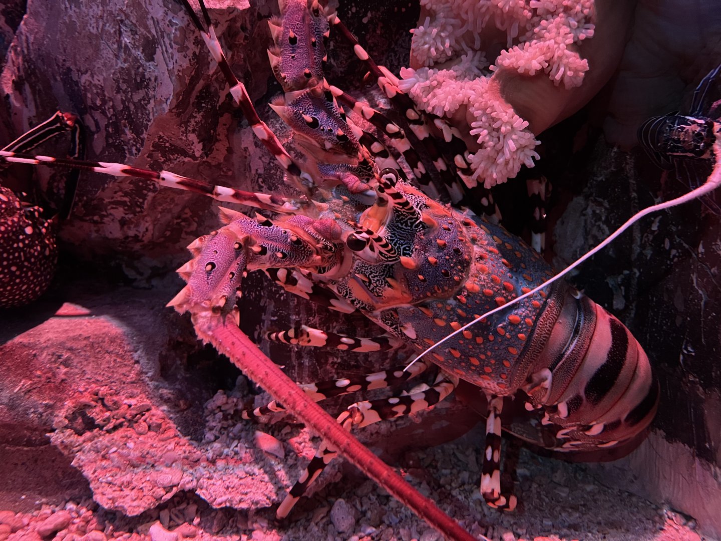 ornate spiny lobster (panulirus ornalitus) - BX Sea