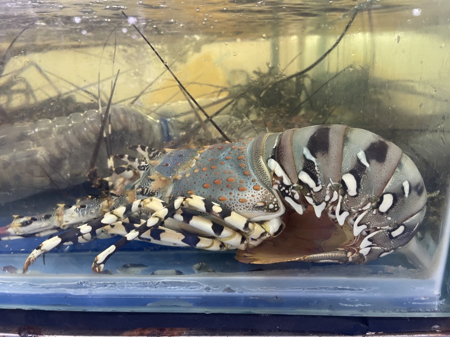 ornate spiny lobster (panulirus ornatus) (1)