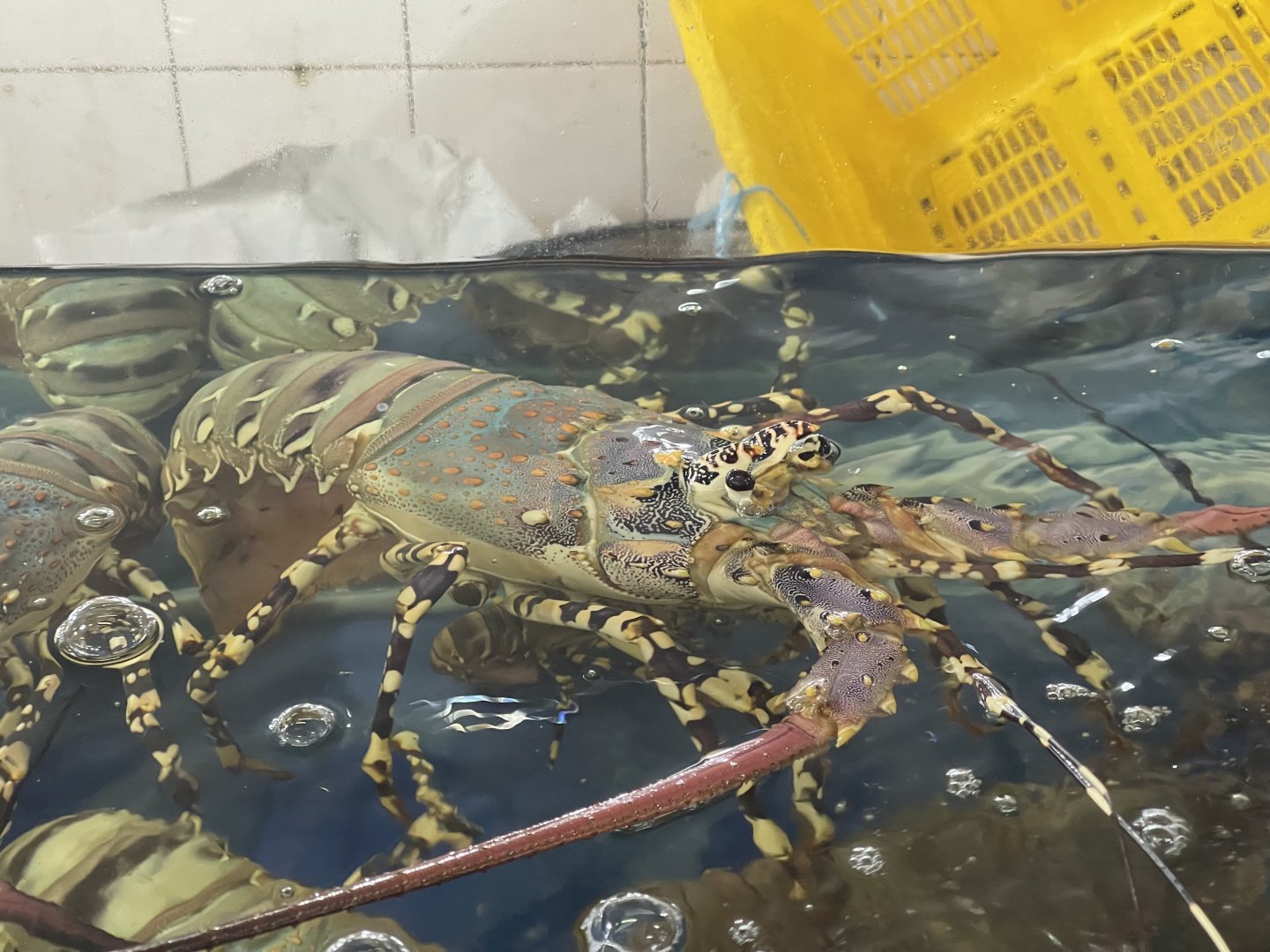 ornate spiny lobster (panulirus ornatus) (2)