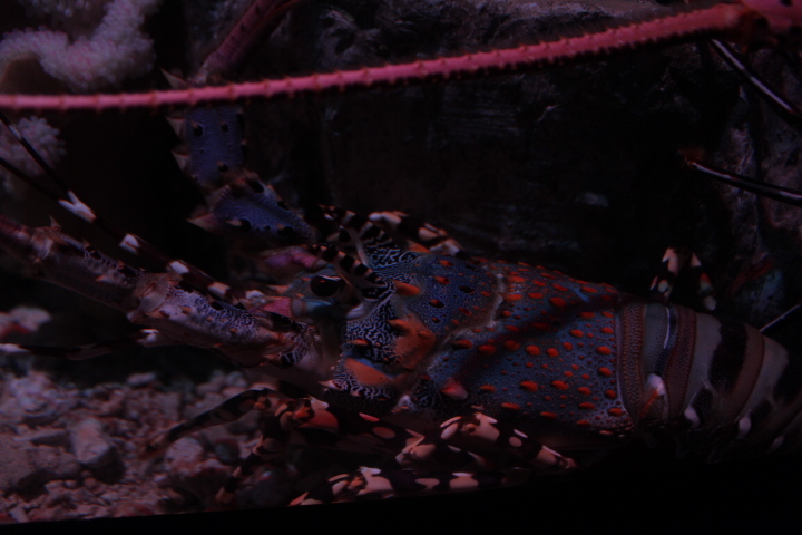 Ornate spiny lobster (Panulirus ornatus) - BXSea