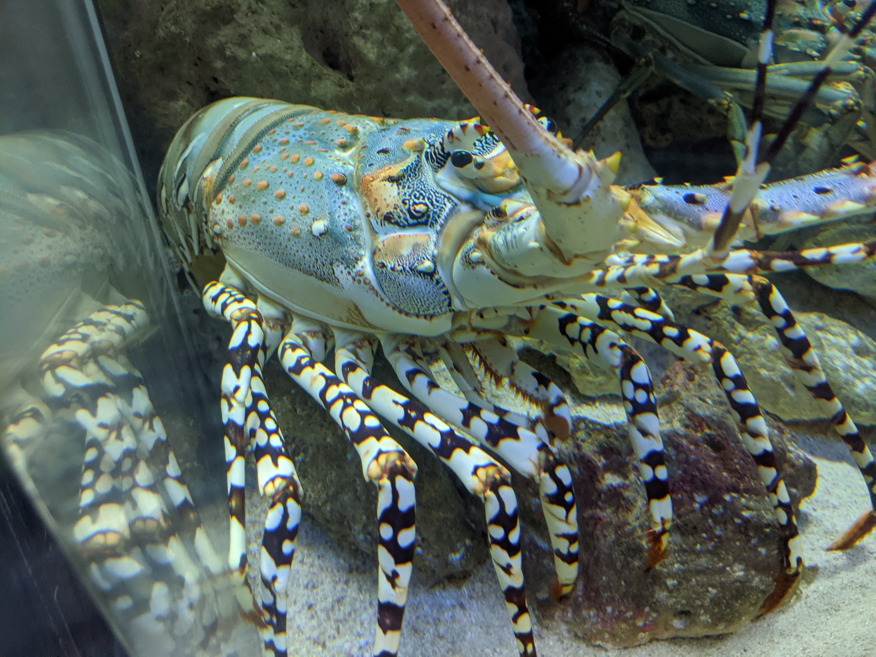 Ornate Spiny Lobster (Panulirus ornatus)