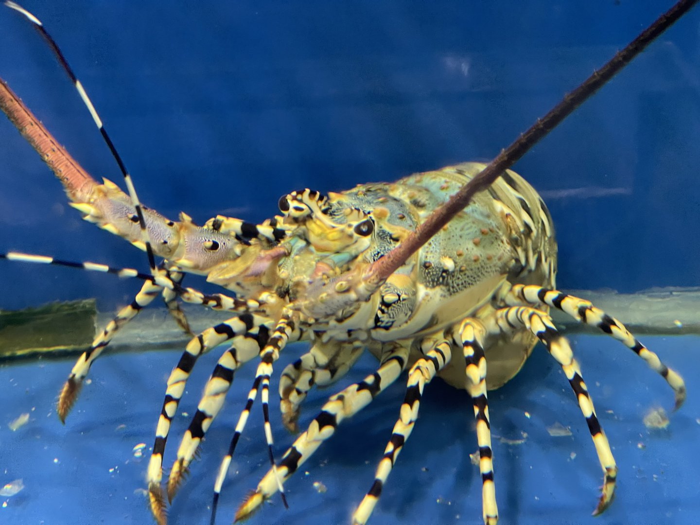ornate spiny lobster (panulirus ornatus)