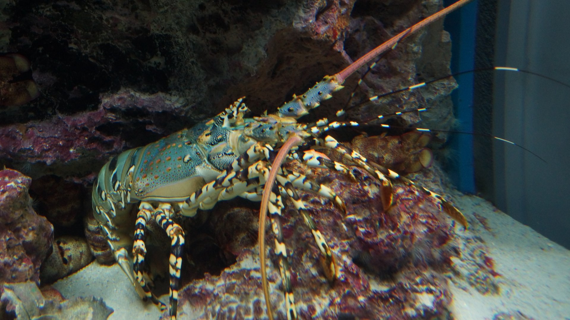 Ornate Spiny Lobster