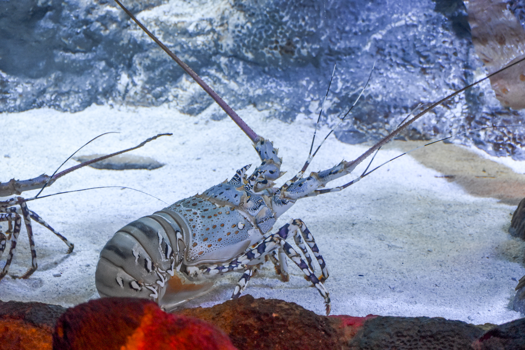 Ornate Spiny Lobster