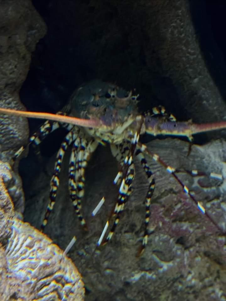 Ornate Spiny Lobster