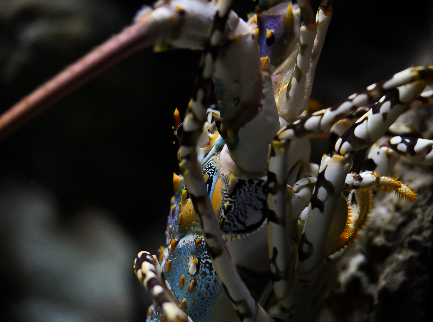 Ornate Spiny Lobster