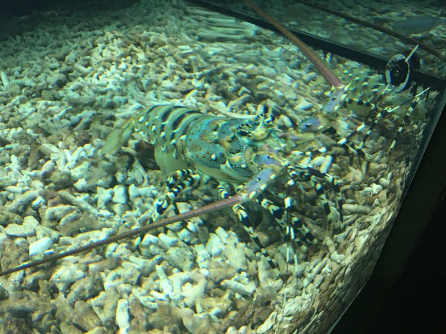 Ornate Spiny Lobster