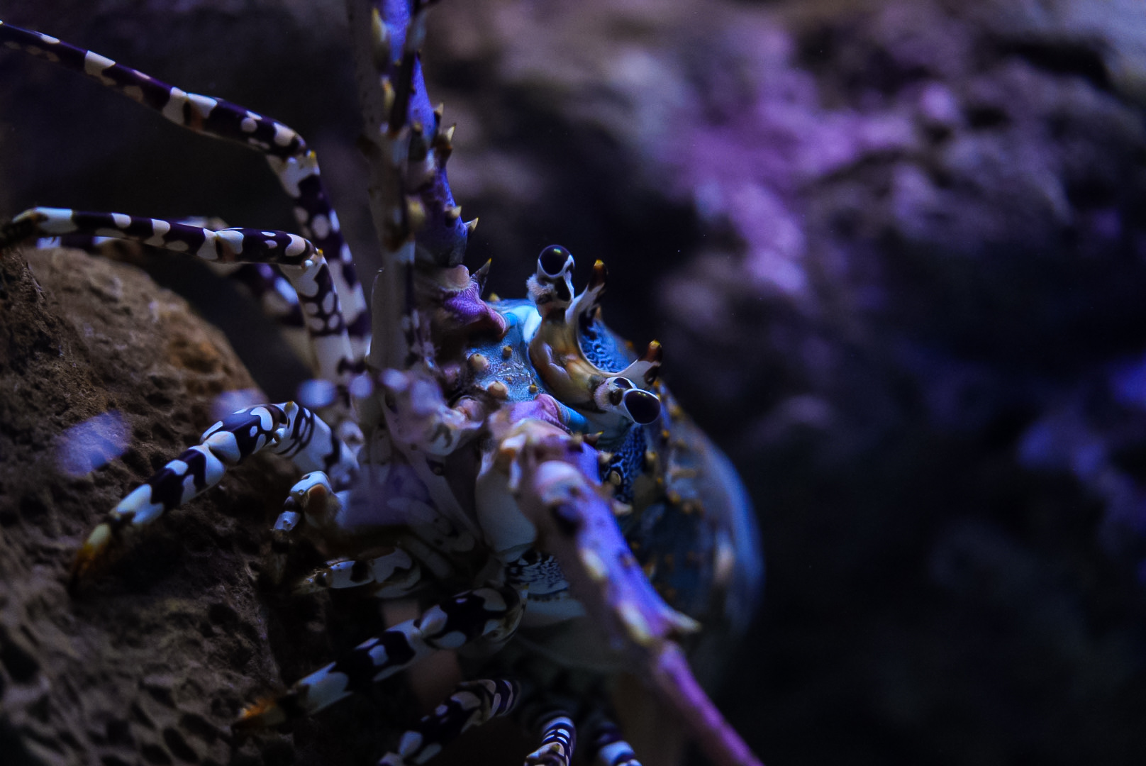 Ornate Spiny Lobster