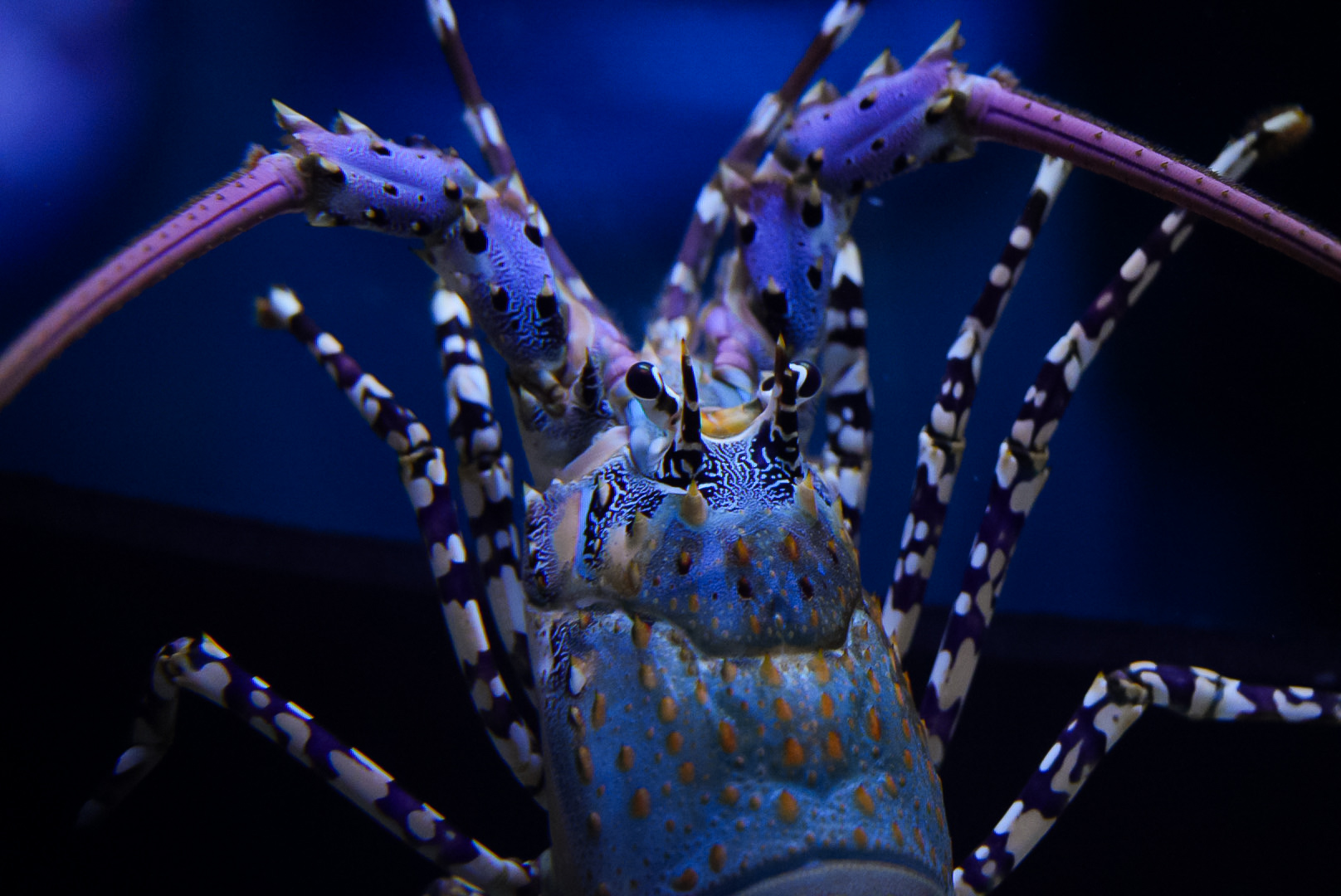 Ornate Spiny Lobster