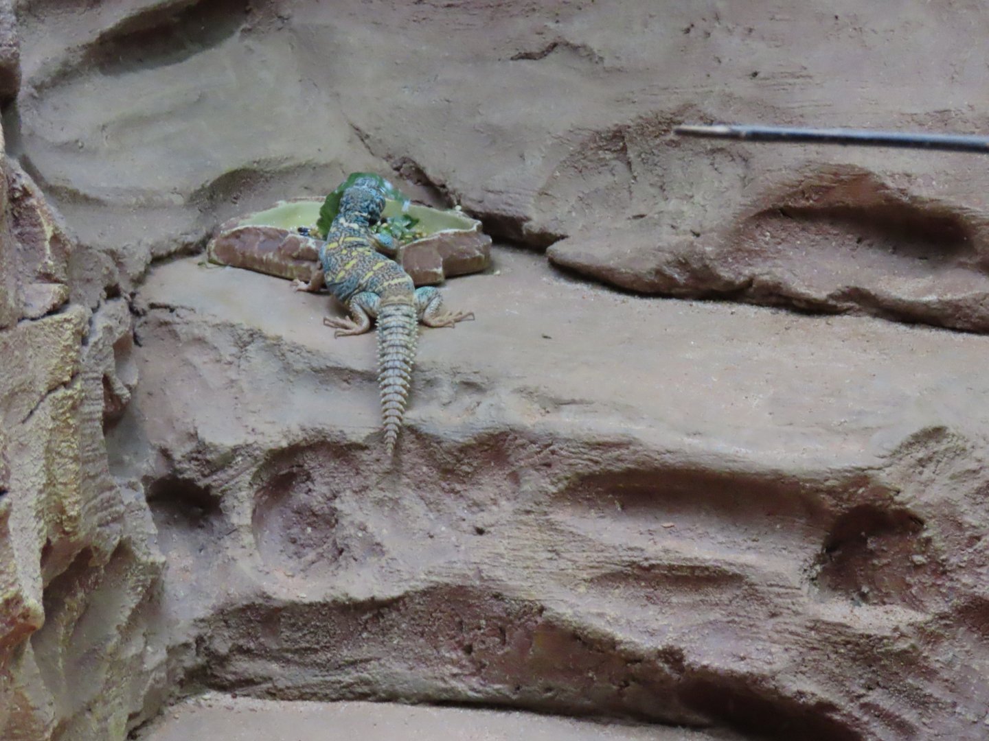 Ornate spiny tail lizard