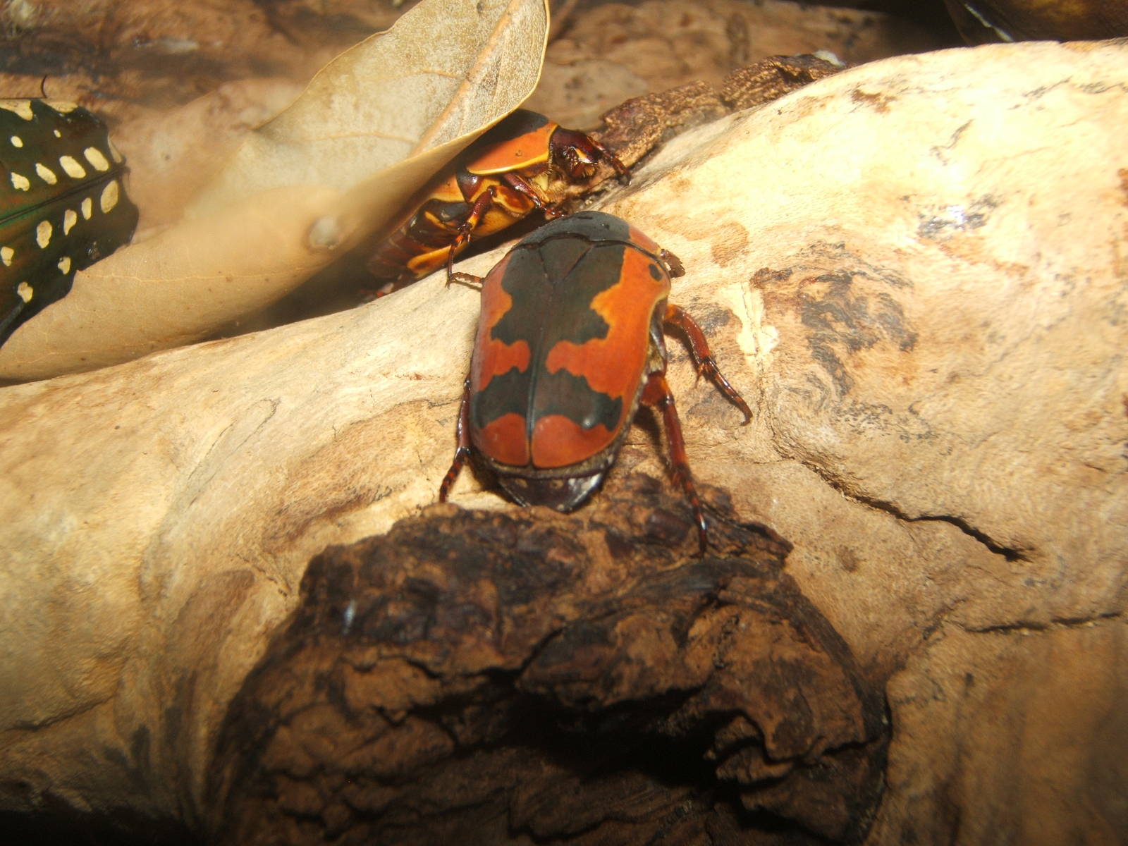 Ornate Sun Beetle (Pachnoda trimaculata)