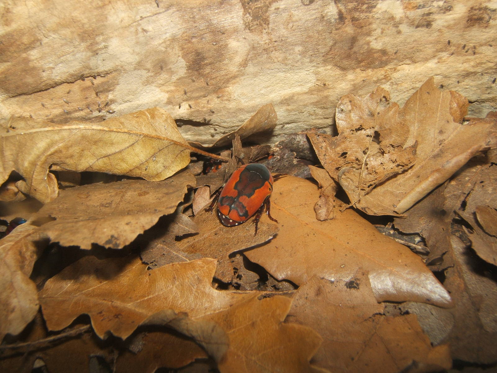 Ornate Sun Beetle (Pachnoda trimaculata)