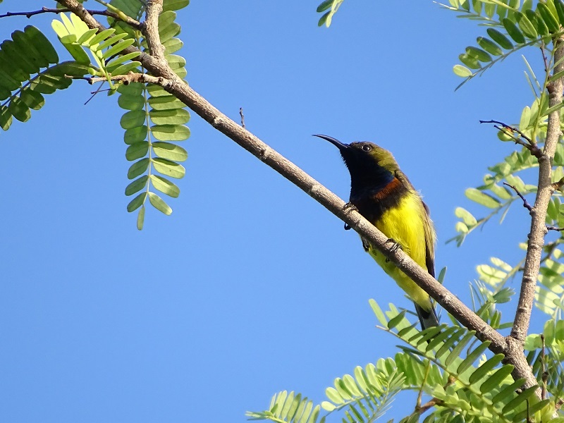 Ornate sunbird (Cinnyris ornatus flammaxillaris)
