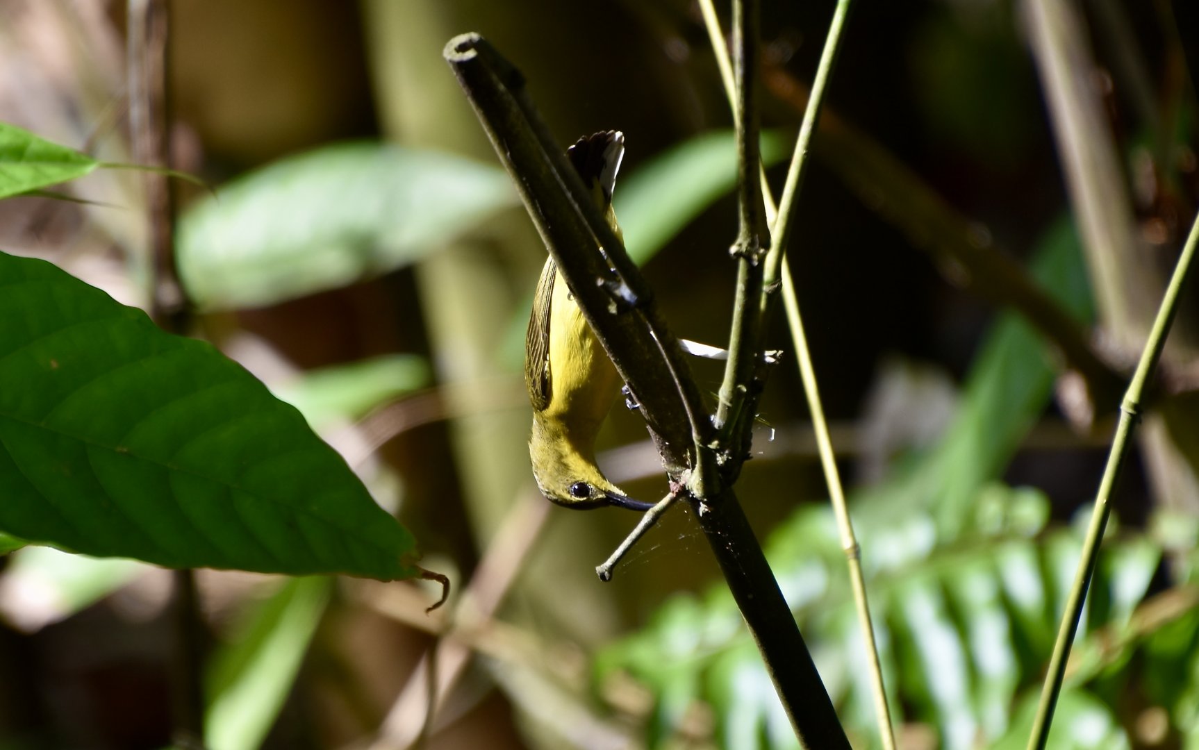Ornate Sunbird (Cinnyris ornatus ornatus) female - wild
