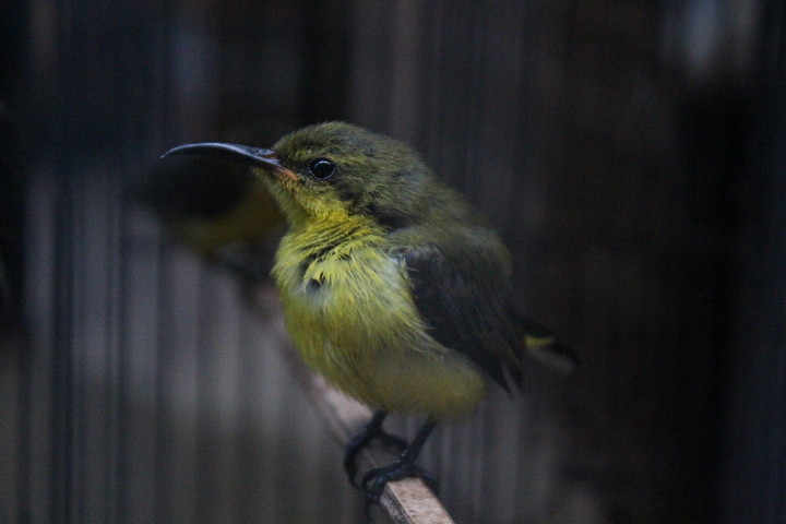 Ornate sunbird (Cinnyris ornatus ornatus)