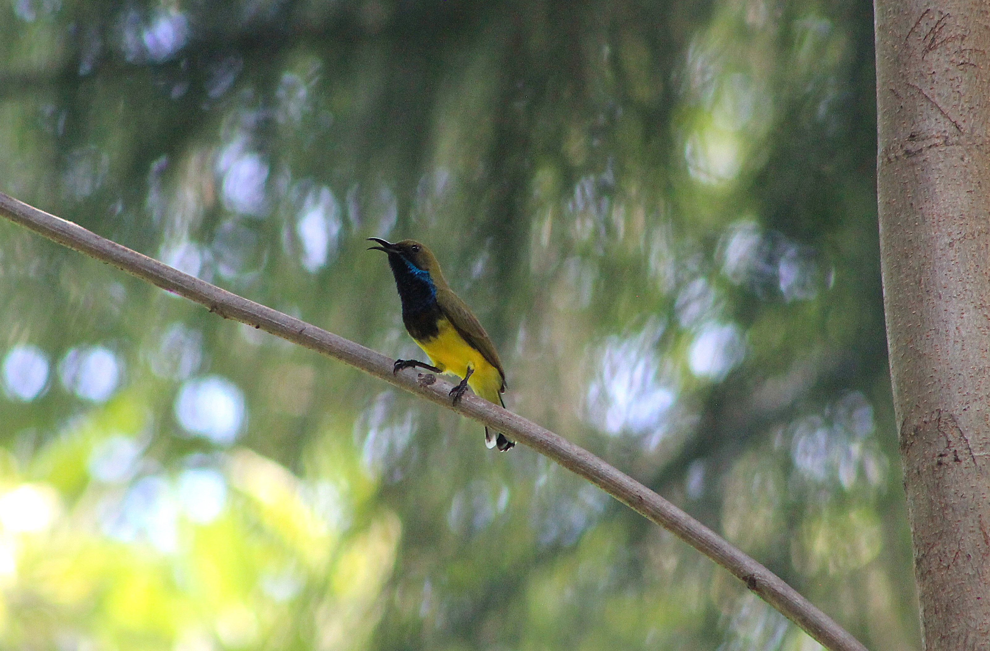 Ornate Sunbird (Cinnyris ornatus)